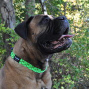 Trailmate Recycled Rope Dog Collar