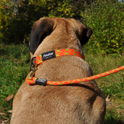 Flowfold Coastal Dog Kit: Recycled Climbing Rope Leash + Collar Set, Orange