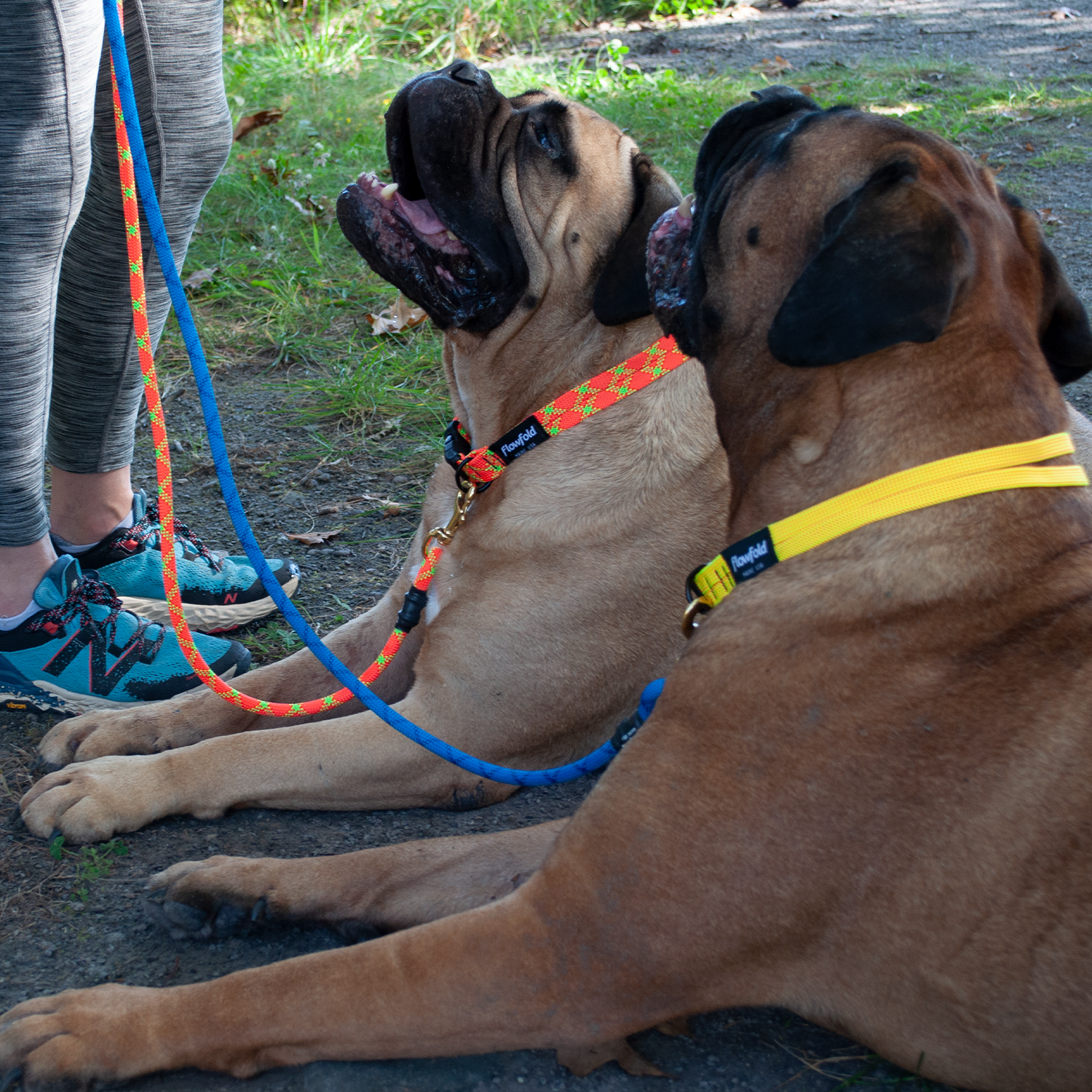 Flowfold Coastal Dog Kit: Recycled Climbing Rope Leash + Collar Set, On Dog Models