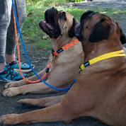 Flowfold Coastal Dog Kit: Recycled Climbing Rope Leash + Collar Set, On Dog Models