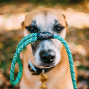 Flowfold Coastal Dog Kit: Recycled Climbing Rope Leash + Collar Set, Blue/Green Rope